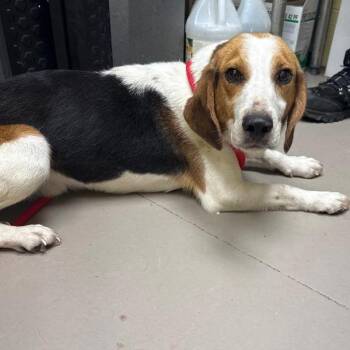 Trevor -  Beagle and Corgi Dog for Adoption in New Fairfield, Connecticut - Trevor | PetCurious