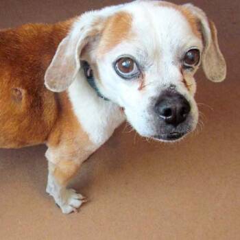 Blossom -  Mixed Breed Dog for Adoption in Las Cruces, New Mexico - Blossom | PetCurious