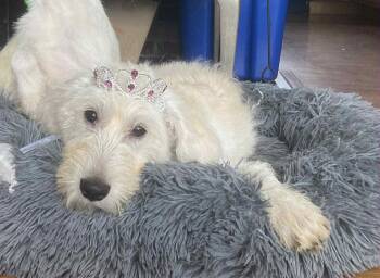 Rescue Great Pyrenees Dogs for Adoption in Woolwich, Maine - Lolly | PetCurious