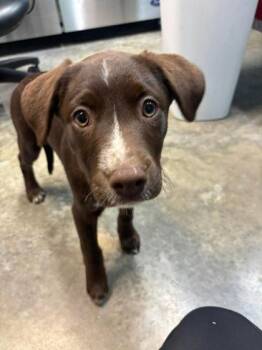 Labrador Retriever and Australian Cattle Dog Blue Heeler Dogs Available for Adoption in Paducah, Kentucky - Do-si-do | PetCurious