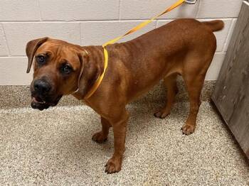 CORA -  Mastiff and Mixed Breed Dog for Adoption in Colorado Springs, Colorado - CORA | PetCurious