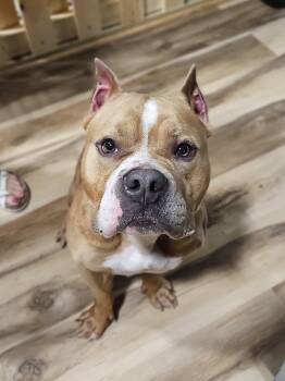 Rescue American Bully Dogs for Adoption in New Berlin, Wisconsin - REX    $425 | PetCurious