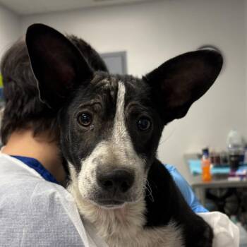 Paquito -  Jack Russell Terrier and Beagle Dog for Adoption in Greenville, South Carolina - Paquito | PetCurious