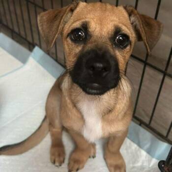 SASSY -  Chihuahua and Mixed Breed Dog for Adoption in San Juan Capistrano, California - SASSY | PetCurious