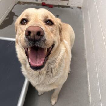 Yellow Labrador Retriever Dogs Available for Adoption in Reno, Nevada - Buckey | PetCurious