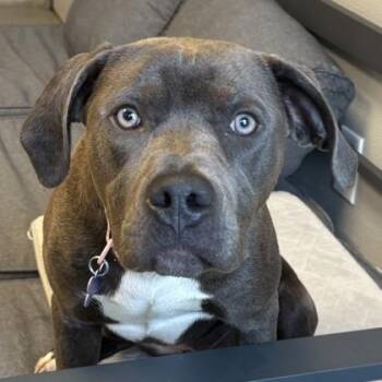 Mixed Breed Dogs Available for Adoption in Lansing, Michigan - Arrow | PetCurious