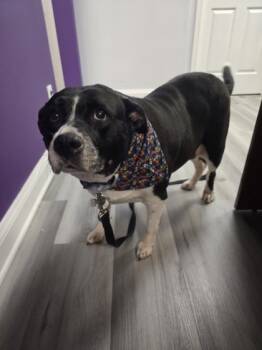 Rescue Border Collie and Mixed Breed Dogs for Adoption in Fallston, Maryland - Sadie | PetCurious