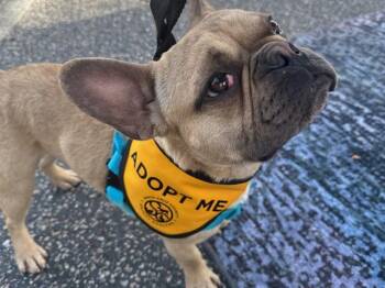 French Bulldog Dogs Available for Adoption in Santa Cruz, California - POPEYE | PetCurious
