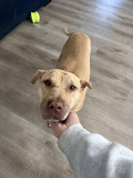 Stewart -  Mixed Breed Dog for Adoption in Cincinnati, Ohio - Stewart | PetCurious