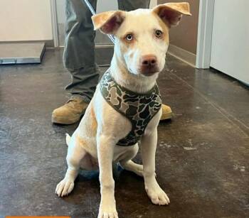 Lucuma -  Husky and Mixed Breed Dog for Adoption in Fort Collins, Colorado - Lucuma | PetCurious
