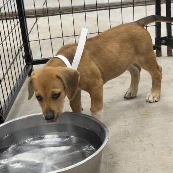 Nanny Annie -  Labrador Retriever Dog for Adoption in Birmingham, Alabama - Nanny Annie | PetCurious