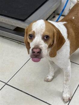 Beagle and Mixed Breed Dogs Available for Adoption - Dexter | PetCurious