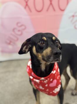 Terrier Dogs Available for Adoption - Asher  | PetCurious