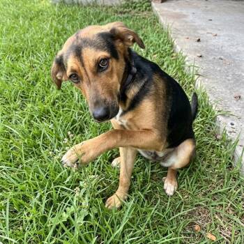 Ayla -  German Shepherd Dog Dog for Adoption in Houston, Texas - Ayla | PetCurious
