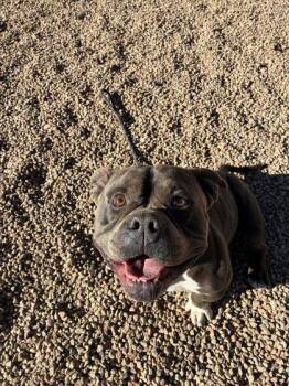 Pit Bull Terrier Dogs Available for Adoption - Oscar | PetCurious