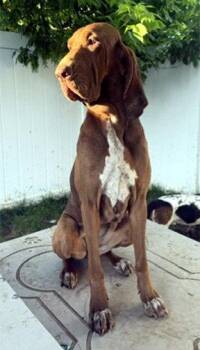 POEMMA -  Bloodhound and Pointer Dog for Adoption in Hamilton, New Jersey - POEMMA | PetCurious