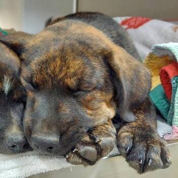 Tony Soprano -  Shepherd and Mixed Breed Dog for Adoption in Woodinville, Washington - Tony Soprano | PetCurious