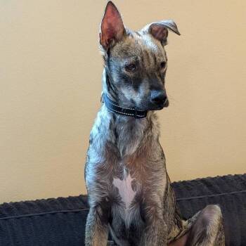 German Shepherd Dog and Mixed Breed Dogs Available for Adoption in Alma, Wisconsin - Ferris | PetCurious