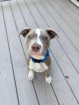 Pit Bull Terrier Dogs Available for Adoption in Columbia, Maryland - Granola | PetCurious