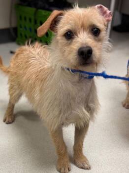 Terrier Dogs Available for Adoption - Chico | PetCurious