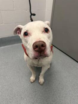 Pit Bull Terrier Dogs Available for Adoption in Indianapolis, Indiana - HERC | PetCurious