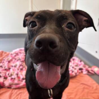 Sheba 3649 -  Mixed Breed Dog for Adoption in Loxahatchee Groves, Florida - Sheba 3649 | PetCurious