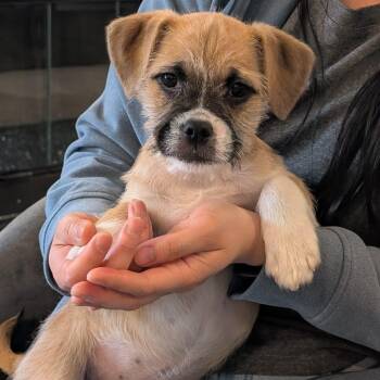 Bulldog and Maltipoo Dogs Available for Adoption - Honey - Please Read Description / Criteria  | PetCurious