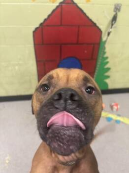 Boxer Dogs Available for Adoption - GENE | PetCurious