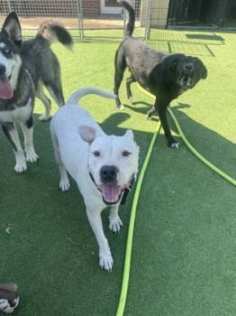 Rescue Mixed Breed Dogs for Adoption in Farmers Branch, Texas - Blanco | PetCurious