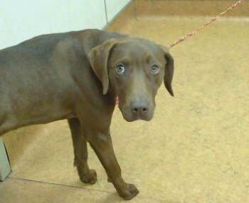 Pointer and Mixed Breed Dogs Available for Adoption - AVA LAVINIA | PetCurious