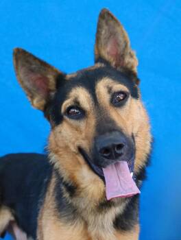BLACKIE -  German Shepherd Dog Dog for Adoption in Pasadena, California - BLACKIE | PetCurious