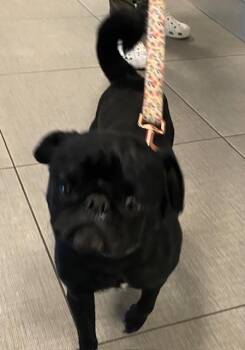 Pug Dogs Available for Adoption in Rancho Cucamonga, California - LAYLA | PetCurious