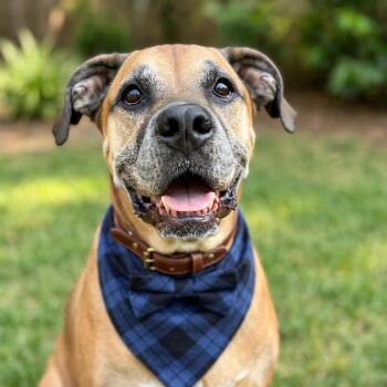 Champ -  Black Mouth Cur and Boxer Dog for Adoption in Edgewater, New Jersey - Champ | PetCurious