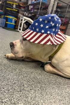 Botanics -  Mixed Breed Dog for Adoption in Cincinnati, Ohio - Botanics | PetCurious