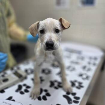 Retriever and Great Pyrenees Dogs Available for Adoption in Incline Village, Nevada - Koch | PetCurious