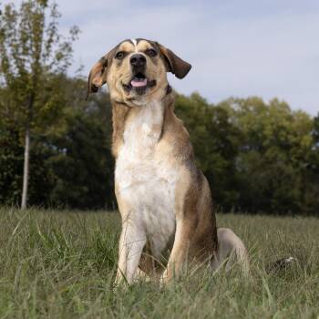 Stanley -  Mixed Breed Dog for Adoption in Franklin, Tennessee - Stanley | PetCurious