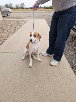 Charlie/Ellie -  Smooth Fox Terrier Dog for Adoption in Norton, Kansas - Charlie/Ellie | PetCurious