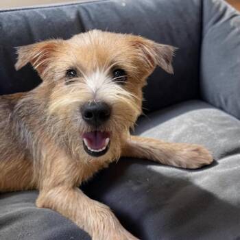 Georgie -  Yorkshire Terrier Dog for Adoption in Austin, Texas - Georgie | PetCurious