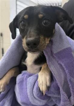 PICKLE -  Chihuahua Dog for Adoption in San Bernardino, California - PICKLE | PetCurious