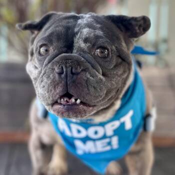 Vanna White -  French Bulldog Dog for Adoption in Pacific Grove, California - Vanna White | PetCurious