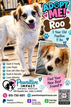 Roo -  Papillon Dog for Adoption in Shorewood, Illinois - Roo | PetCurious