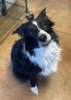 Rescue Border Collie Dogs for Adoption in Bolivar, Missouri - Patches | PetCurious