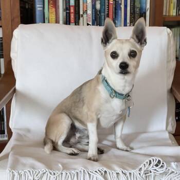 Alitas -  Chihuahua Dog for Adoption in Pasadena, California - Alitas | PetCurious