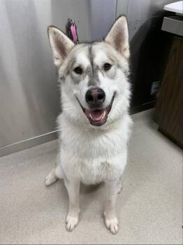 KOBUK -  Alaskan Malamute Dog for Adoption in Fairbanks, Alaska - KOBUK | PetCurious