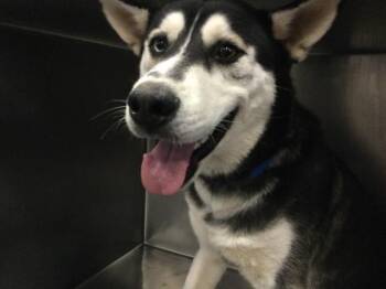 LINK -  Siberian Husky and Mixed Breed Dog for Adoption in Riverside, California - LINK | PetCurious