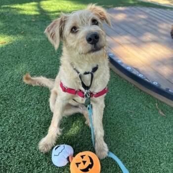 Pistol Pete -  Terrier Dog for Adoption in Walnut Creek, California - Pistol Pete | PetCurious