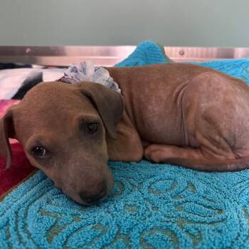 Remi -  Mixed Breed Dog for Adoption in Titusville, Florida - Remi | PetCurious