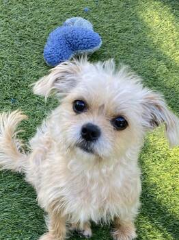 Rescue Yorkshire Terrier Dogs for Adoption in Carlsbad, California - Gidget | PetCurious