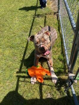 American Bully Dogs Available for Adoption in Rocky Mount, North Carolina - Big Sam829B (RESCUE ONLY) | PetCurious