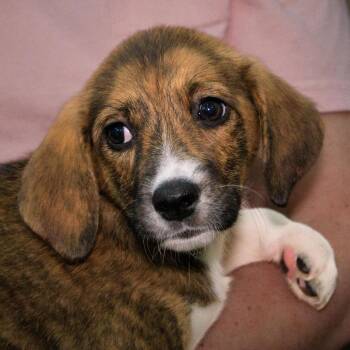 Sunny -  Beagle and Corgi Dog for Adoption in Versailles, Kentucky - Sunny | PetCurious